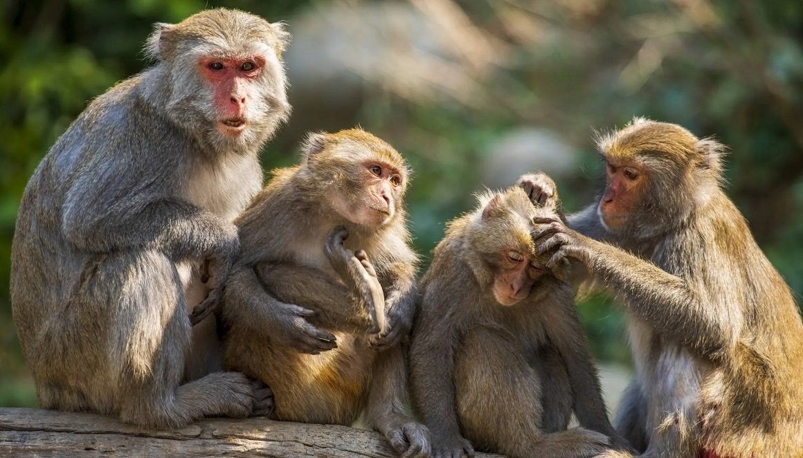 बाँदरका कारण बाँझिदै खेतीयोग्य जमिन